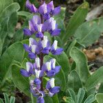 Lupinus succulentus Flower