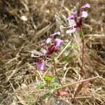 Clarkia springvillensis आदत