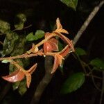 Diospyros pancheri Fruit