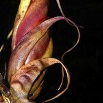 Tillandsia flexuosa Floare