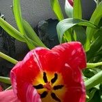 Tulipa agenensis Λουλούδι