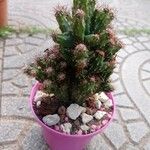 Cereus jamacaru List