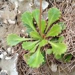 Saxifraga cuneifolia Συνήθη χαρακτηριστικά