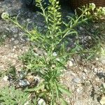 Lepidium ruderale Leaf