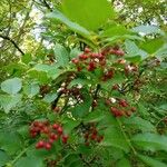 Zanthoxylum americanum Плод