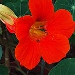 Tropaeolum minus Flower