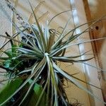 Tillandsia pohliana 葉