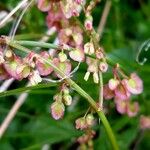 Rumex scutatus 花