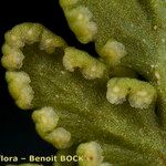 Hemionitis pteridioides ফল