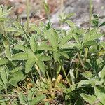 Potentilla valderia Mosusu