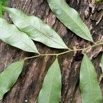 Guatteria dolichopoda Leaf