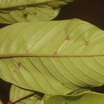 Ormosia subsimplex Leaf