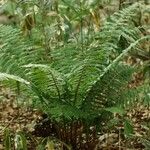 Dryopteris crassirhizoma List