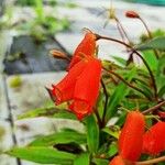 Seemannia sylvatica Flower