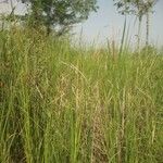 Typha domingensis Blad