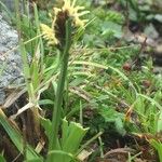 Carex uncinioides Habit