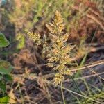 Enneapogon cenchroides Flor