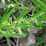 Thesium alpinum Leaf