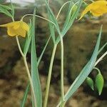 Calochortus amabilis Celota