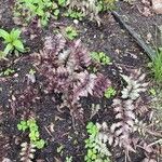 Athyrium niponicum Blad