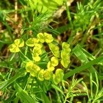 Euphorbia cyparissias പുഷ്പം