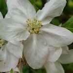 Malus pumila 花