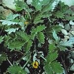 Potentilla nivea Leaf