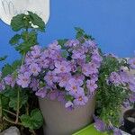 Sutera cordata Fula