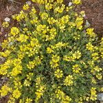 Coronilla minima عادت داشتن