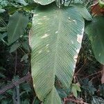 Calathea crotalifera Folio