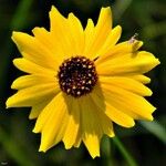 Coreopsis leavenworthii Flor