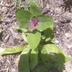 Chenopodium giganteumLeaf