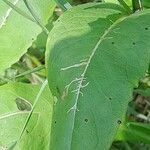 Knautia dipsacifolia Leaf