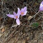 Colchicum neapolitanumFlor