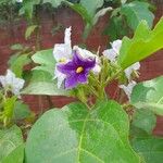 Solanum wrightii Λουλούδι