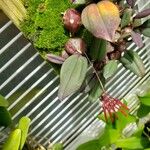 Bulbophyllum thaiorum Hoja