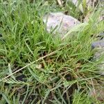 Catapodium rigidum Hábito