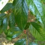 Frangula caroliniana Fruit