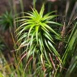 Dracophyllum verticillatum ᱥᱟᱠᱟᱢ