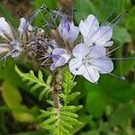 Phacelia tanacetifolia Blodyn