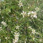 Leptospermum continentaleList