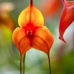 Masdevallia veitchiana 花