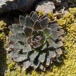 Draba jorullensis Leaf