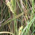 Carex panicea फूल