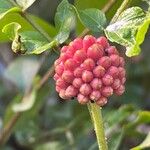 Calliandra haematocephala Lorea