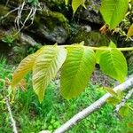 Juglans regia Lehti