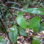 Myrcia splendens Leaf