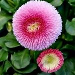 Bellis rotundifolia موطن