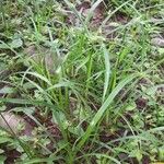 Cyperus laxus Агульны выгляд