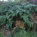 Polypodium californicum Hábito